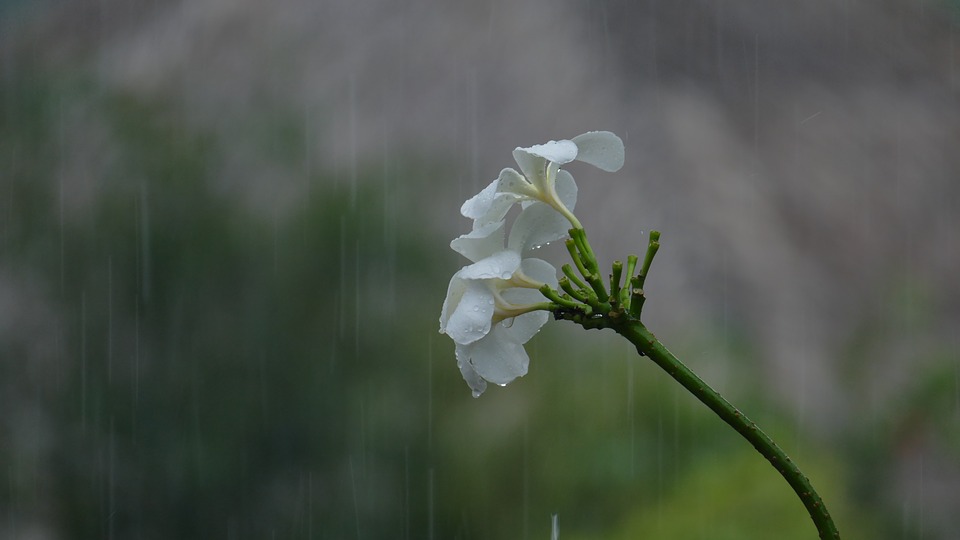 மழை வீழ்ச்சி_rainy season