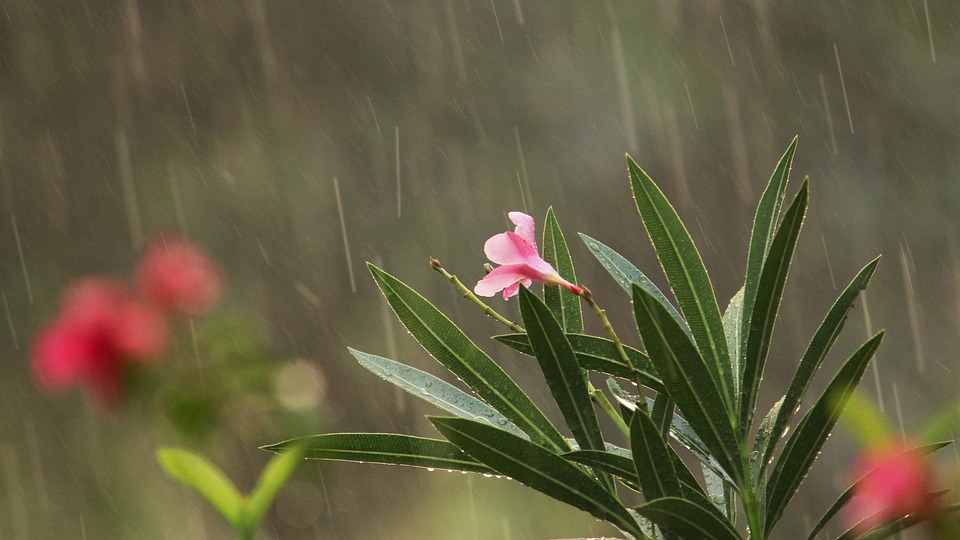 மழை வீழ்ச்சி_rainy season