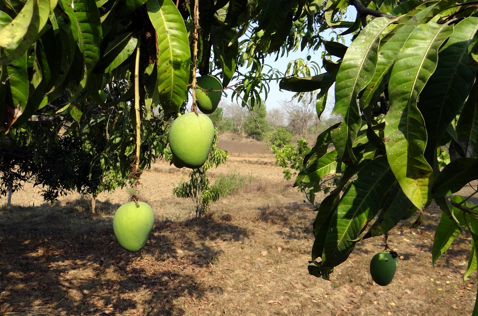 veettuthottam-வீட்டுத்தோட்டம்