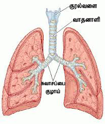 suvasa-thokuthi