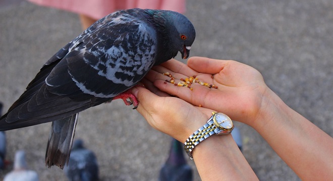 Dream-about-birds-landing-on-your-arms-kidhours