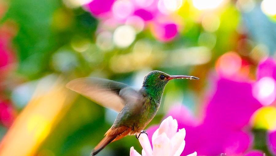 dream-of-humming-bird-kidhours