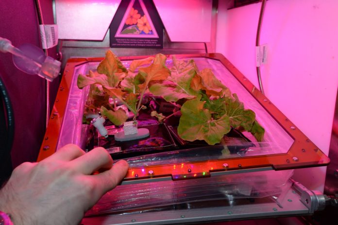 greens-growing-in-space-kidhours