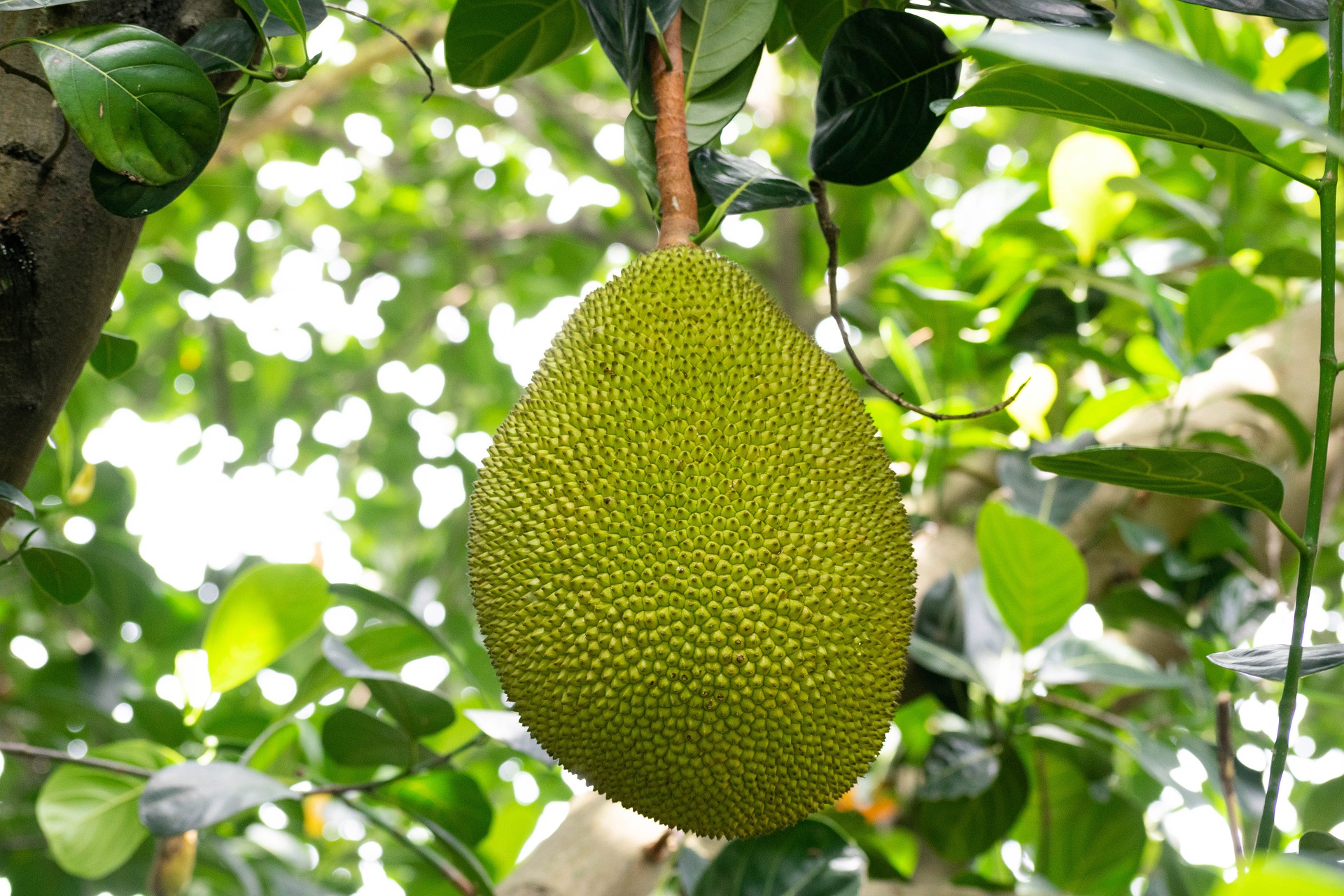 fruit_tamil_palangal