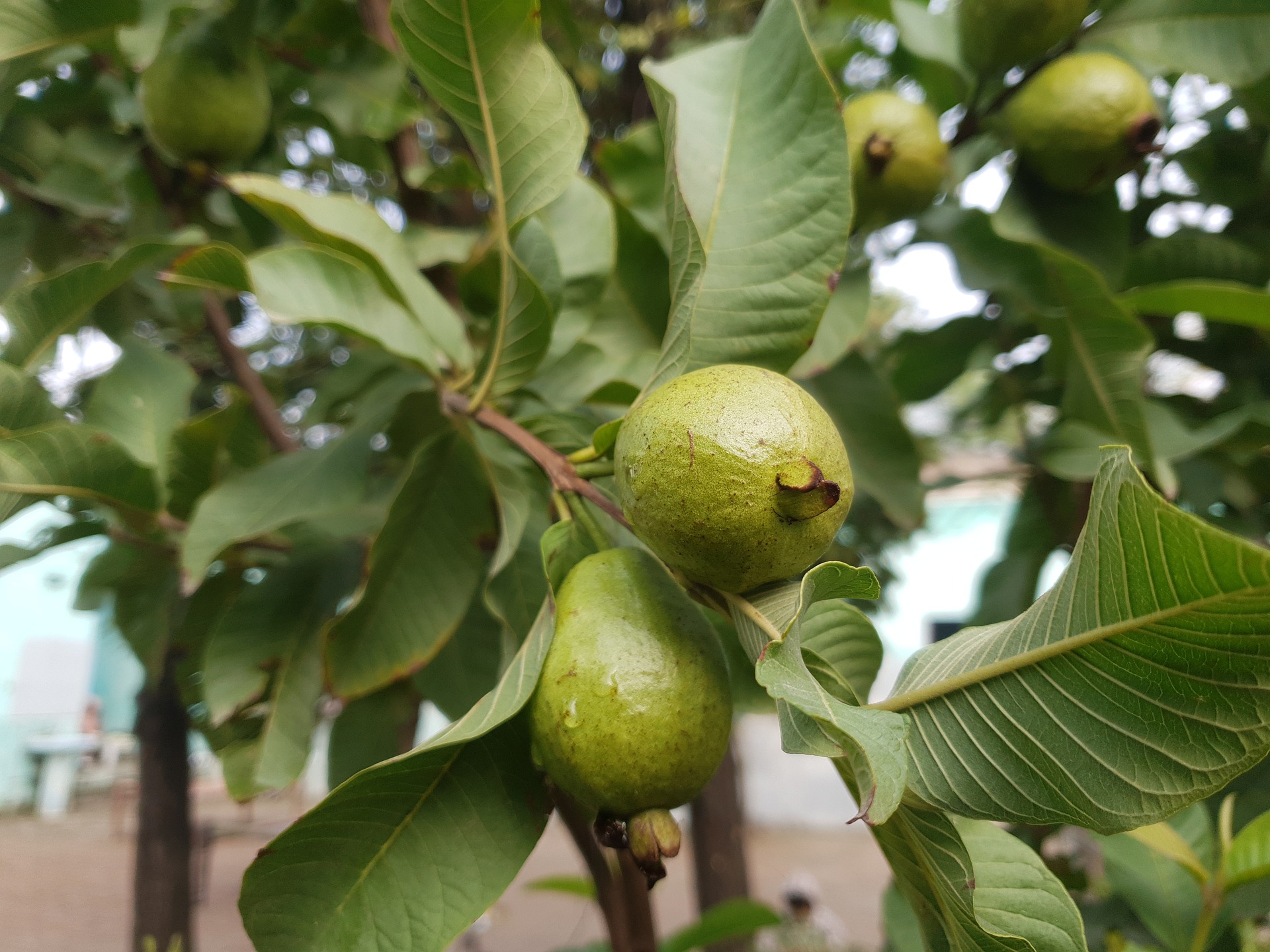 fruit_tamil_palangal