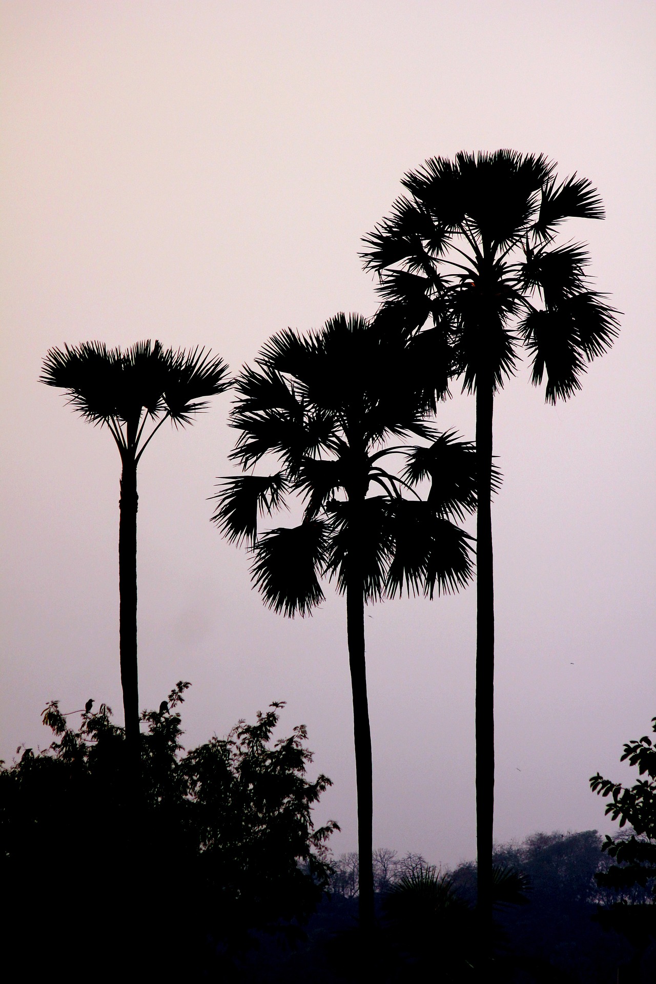 panaiyin payankal