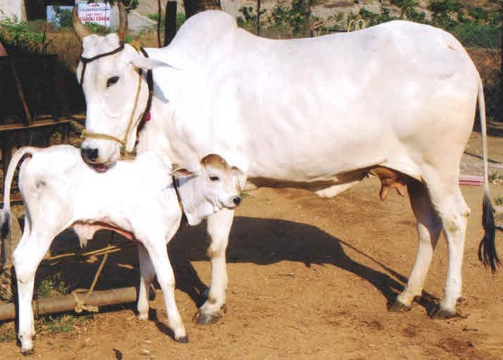 pasu-maadu-thinatamil