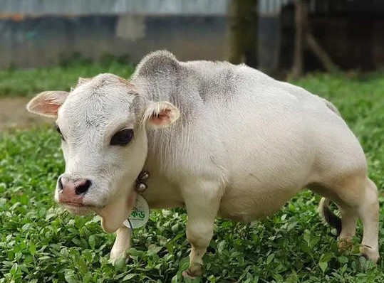 tamil kids news small cow