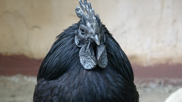 Tamil Health Tips Kadaknath Hen black hen kidhours 