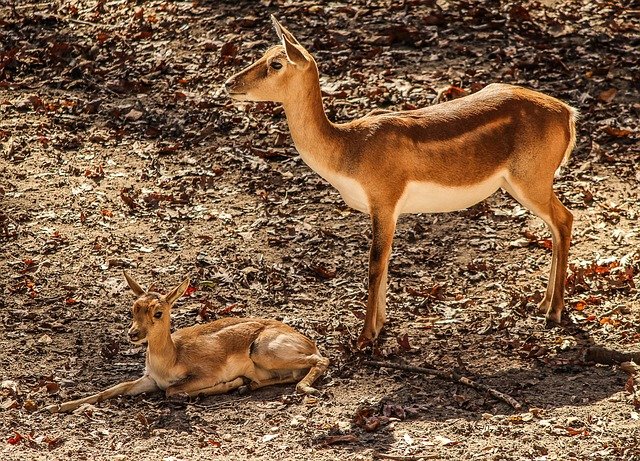 Tamil Kids News About Species