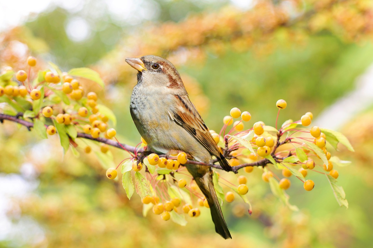  Sparrow Day in Tamil 