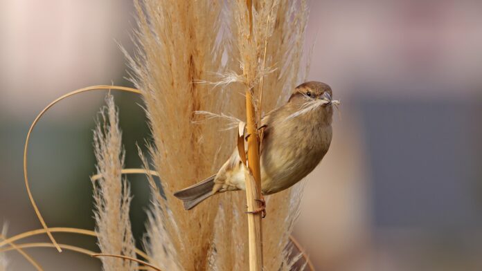 Sparrow Day in Tamil