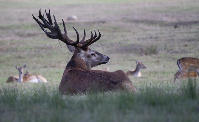 Latest Tamil Children News Deer