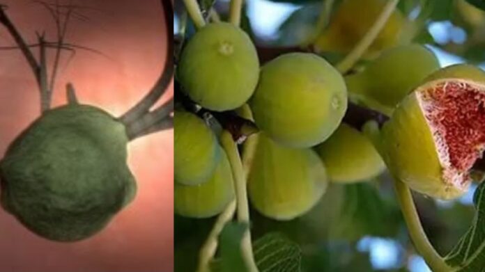 Growing Tree in Human Body சிறுவர்களுக்கான உலக செய்திகள்