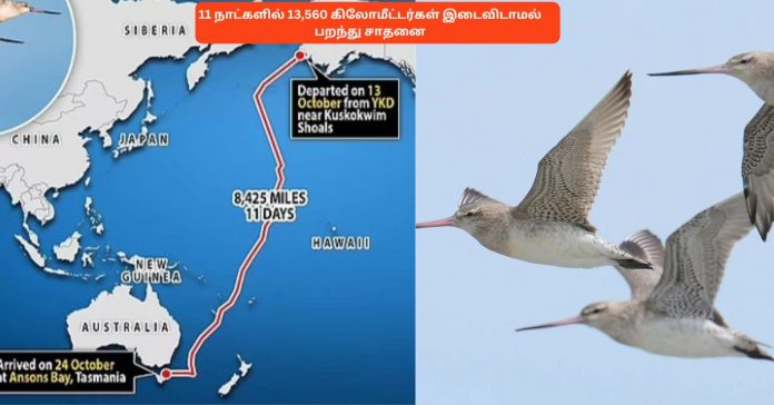 World Record Bird பொது அறிவு செய்திகள்