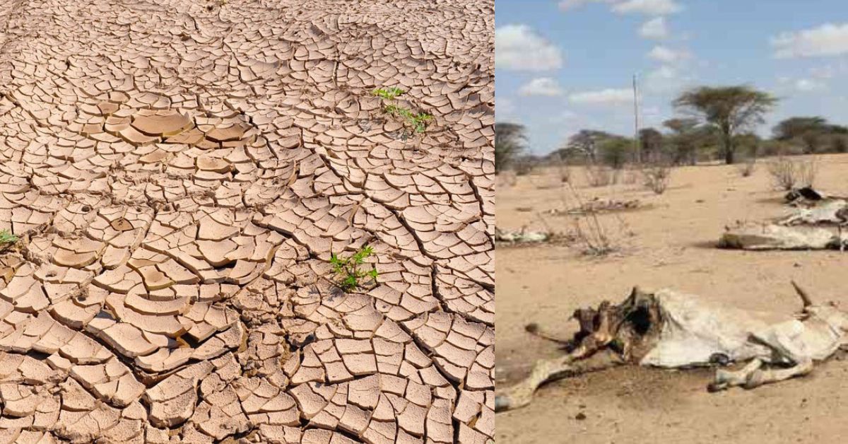 Severe Drought Affect  உலக காலநிலை செய்திகள்