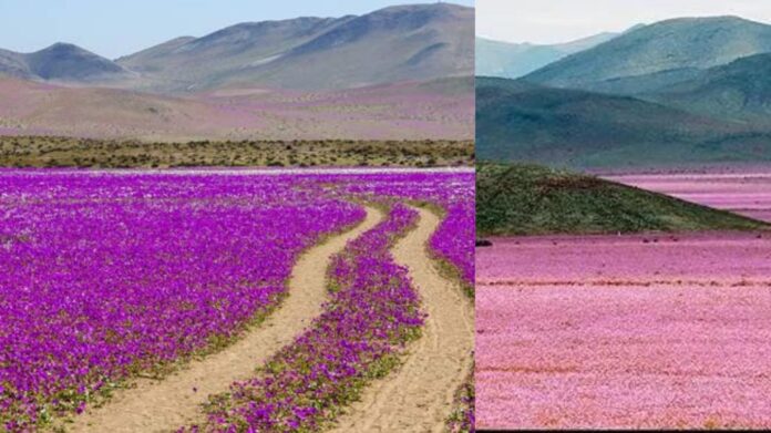 National Park in Desert  சிறுவர்களுக்கான உலக செய்திகள்