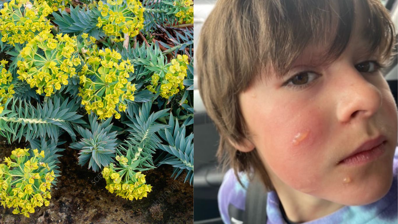 Dangerous Plant  சிறுவர்களுக்கான உலக செய்திகள்