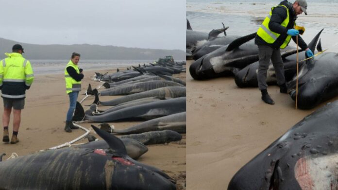 Dead Whales சிறுவர்களுக்கான உலக செய்திகள்