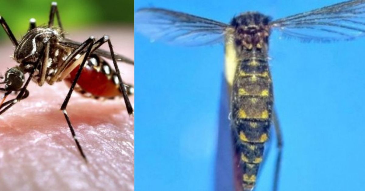 New Species of Mosquito  சிறுவர்களுக்கான உலக செய்திகள்