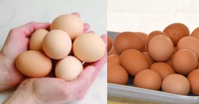 World Egg Day in Tamil  உலக முட்டைகள் தினம்