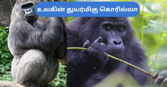 Rescue the Gorilla சிறுவர்களுக்கான உலக செய்திகள்