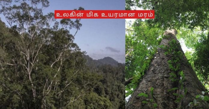 Hight Tree in the World சிறுவர்களுக்கான உலக செய்திகள்