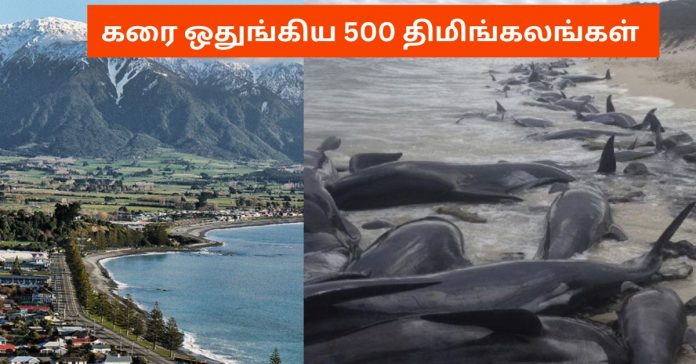 500 Beached Whales  சிறுவர்களுக்கான உலக செய்திகள்