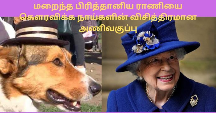 Parade of Dogs for Queen Elizabeth சிறுவர்களுக்கான உலக செய்திகள்