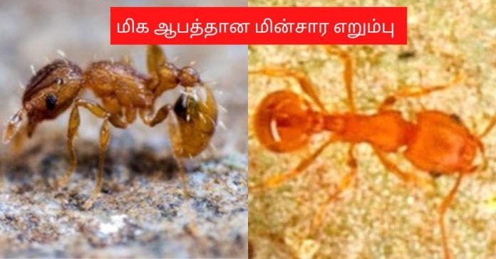 Dangerous Electric Ant பொது அறிவு  செய்திகள்