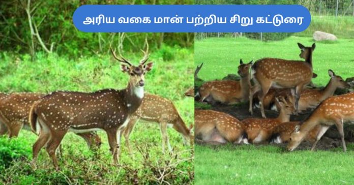 Tamil Short Essay Deer  சிறுவர் கட்டுரை