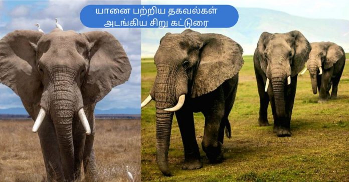 Tamil Short Essay Elephants  சிறுவர் கட்டுரை