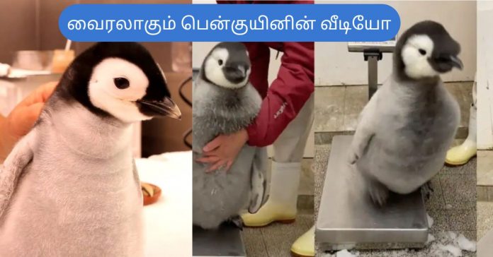 Penguin Viral Video சிறுவர்களுக்கான உலக செய்திகள்