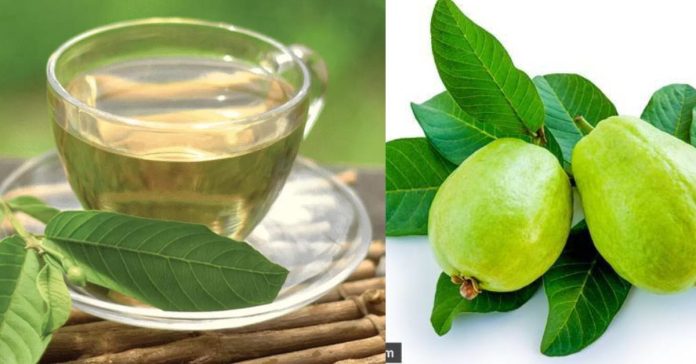 Guava Leaf Tea மூலிகைகளை சேகரிப்போம்