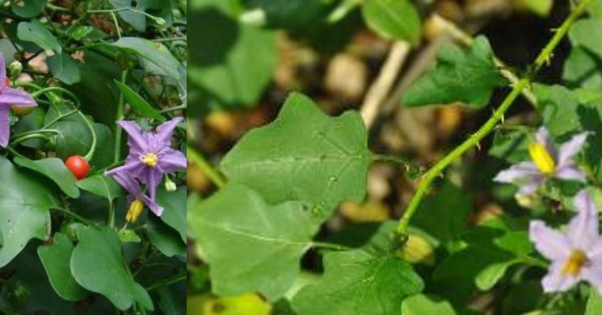 Solanum Procumbens Recipe - Thuthuvalai Thuvayal தூது வளை துவையல்