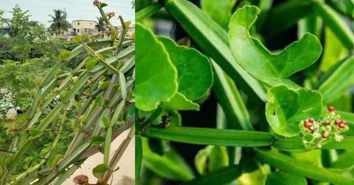 prandai - Cissus quadrangularis   மூலிகைகளை சேகரிப்போம்  பிரண்டையின் மருத்துவ குணம்