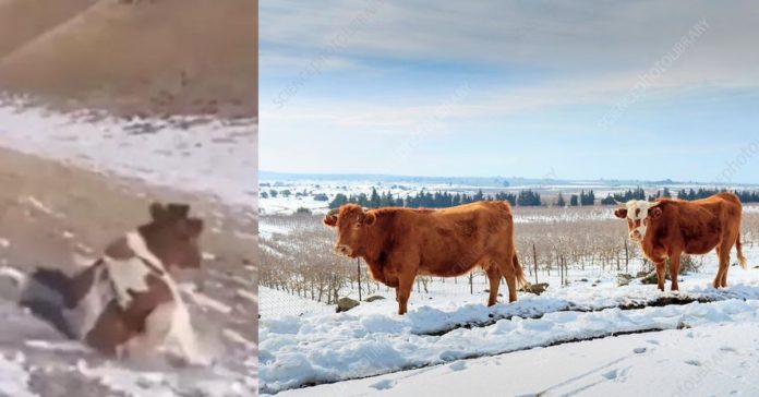 Cow Playing on Ice Viral Video  சிறுவர்களுக்கான உலக செய்திகள்