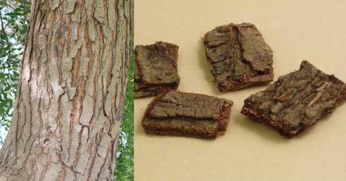 Moolikai Veppam Pattai - Herb Neem Bark  வேப்பம் பட்டை மூலிகைகளை சேகரிப்போம்