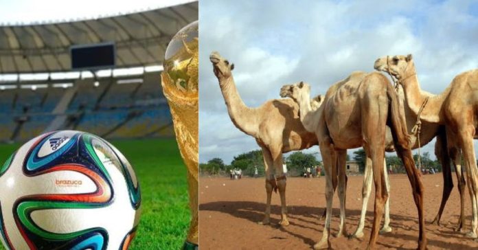 Camel Fever Football World Cup 2022  சிறுவர்களுக்கான உலக செய்திகள்