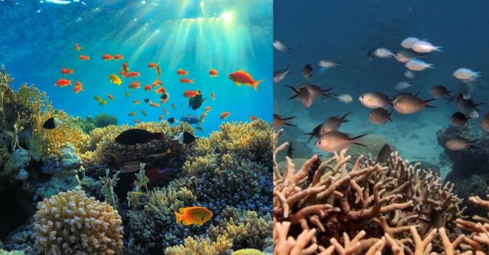 World Biggest Coral Reef பொது அறிவு செய்திகள்