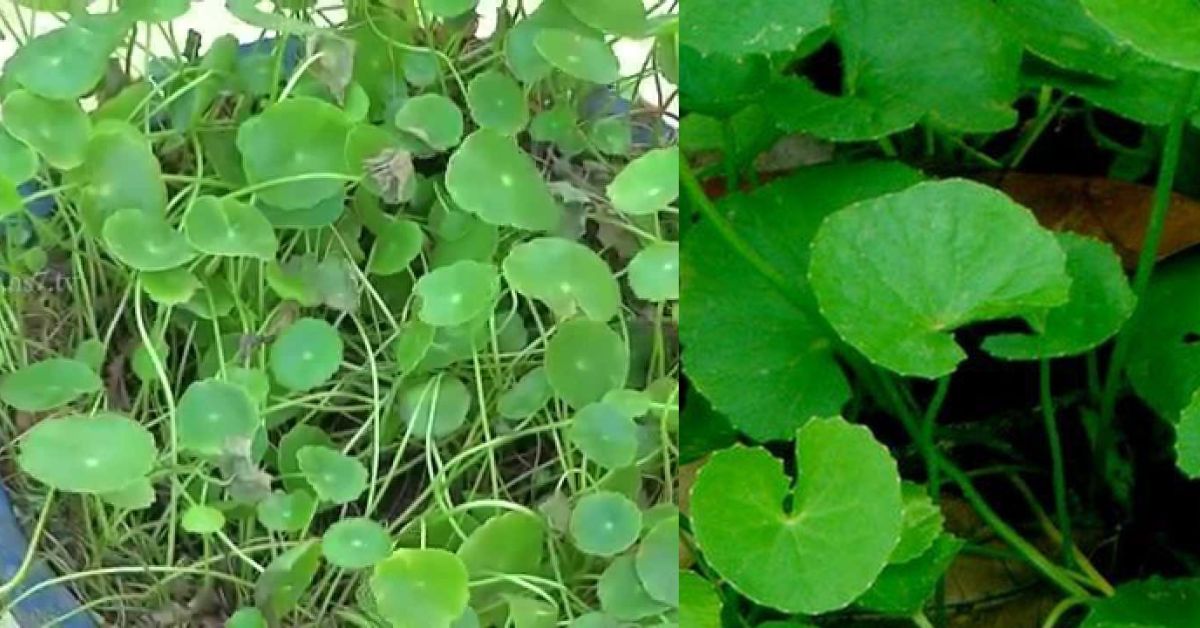 Vallarai  Moolikai - Centella Asiatica வல்லாரை மூலிகைகளை சேகரிப்போம்,