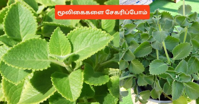 Katpooravalli - Coleus Amboinicus மூலிகைகளை சேகரிப்போம்