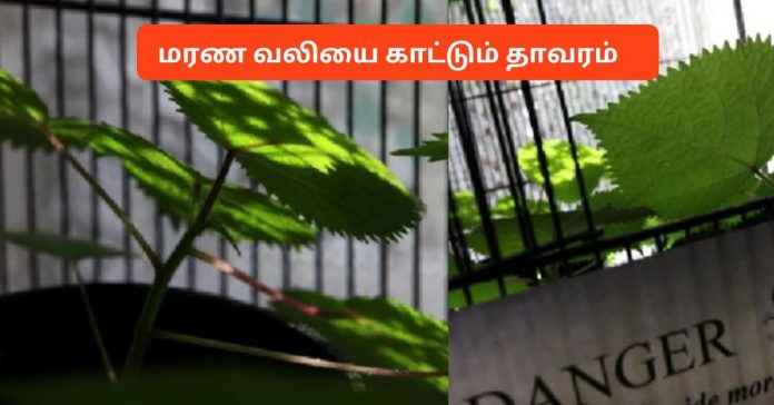 Dangerous Plant in the World சிறுவர்களுக்கான உலக செய்திகள்