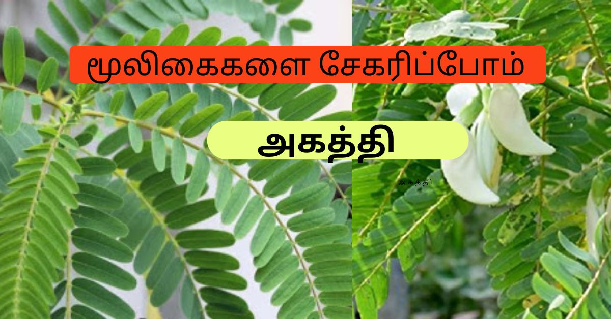 Akaththi - Vegetable hummingbird அகத்திக் கீரை பொரியல்