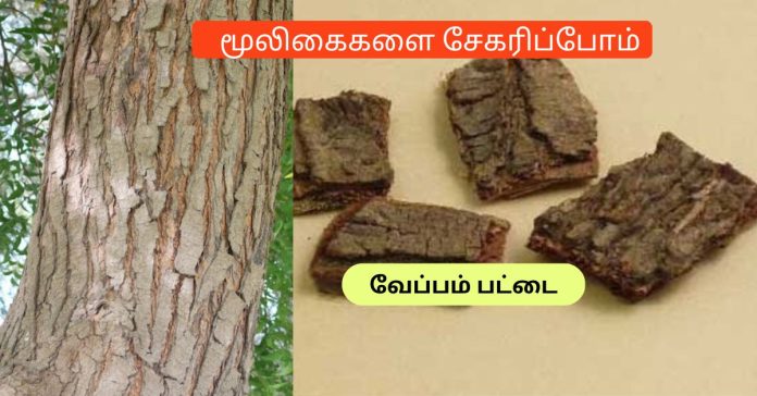 Moolikai Veppam Pattai - Herb Neem Bark  வேப்பம் பட்டை மூலிகைகளை சேகரிப்போம்