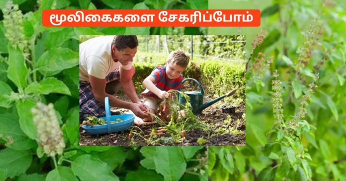 Thulasi  Ocimum tenuiflorum துளசி 