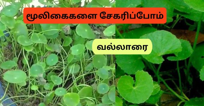 Vallarai  Moolikai - Centella Asiatica வல்லாரை மூலிகைகளை சேகரிப்போம்,