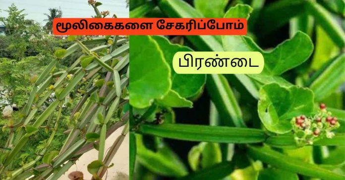 prandai - Cissus quadrangularis மூலிகைகளை சேகரிப்போம் 