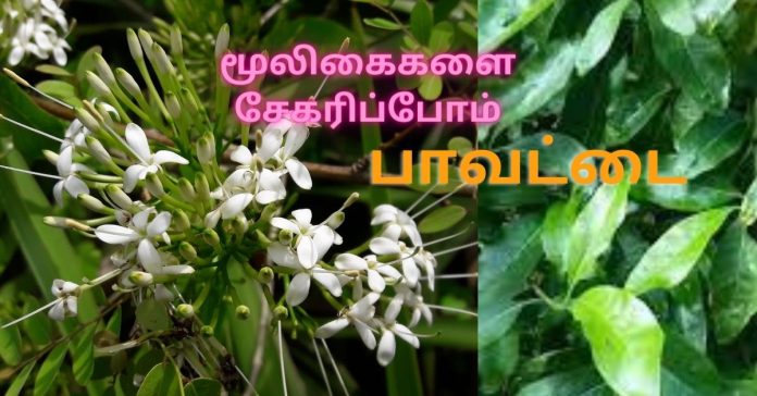 Pavattai - Pavetta indica பாவட்டை 