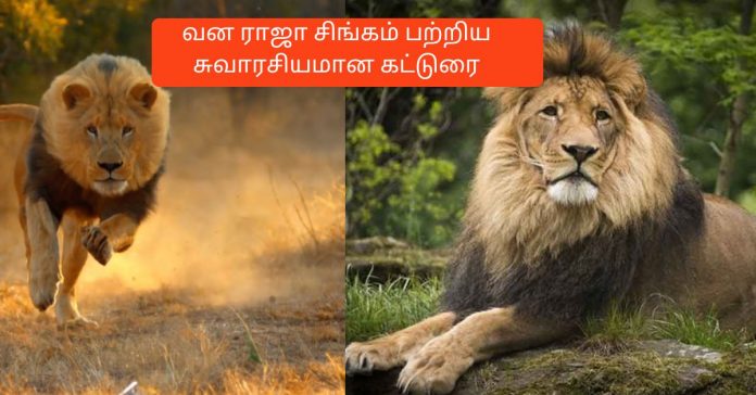 Tamil Essay Lion  ''சிங்கம்'' தமிழ் கட்டுரை